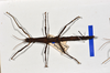 CollectionObject 1570989; 90a37768-d0db-4a5f-8117-b297ae92ee38: copyright MONZ, Wellington. female, dorsal view (paratype). (CollectionObject).;CollectionObject 1570990; 35992bb9-3ca7-4308-a1df-d86fc629e7f0: copyright MONZ, Wellington. female, dorsal view (paratype). (CollectionObject).
