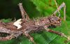 Haaniella scabra (Redtenbacher, 1906): copyright Paul D. Brock. male, head and thorax (culture stock 2014, ex. Sabah, Kina-balu). (Otu).