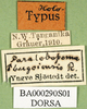 CollectionObject 1501389; 64ea2af2-351a-44fc-95d1-f0173f7cf2fa, DORSA BA000290S01: labels (holotype). (CollectionObject).