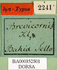 CollectionObject 1502818; 2119d087-78c2-45e6-9f01-c979139c51c7: labels (syntype). (CollectionObject).