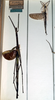 CollectionObject 1558179; NMW 869', d553eec1-147f-4418-9c41-cbc91257ac34: copyright NHMW, Vienna. female of synonym Acrophylla aliena (paralectotype) [a misidentified example of Ctenomorpha marginipennis]. (CollectionObject).