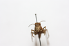 CollectionObject 1581018; 146f57ad-d562-42e1-943c-2b8eadaee63b: male, head fronal view (paratype). (CollectionObject).