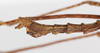 CollectionObject 1560670; 3231ea0c-df4e-4a75-9c50-fa7c6e035f29: copyright ZMB, Berlin. male: end of abdomen, lateral view (holotype). (CollectionObject).