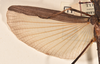 CollectionObject 1561450; ac9e5101-162e-42de-9203-aab5b6fa1168: copyright OUMNH. male wings (holotype). (CollectionObject).