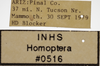 Other on Athysanella (Gladionura) libera Ball & Beamer, 1940: Labels - Face. Labels for the specimen used for the head view. (Observation).