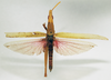 CollectionObject 1572644; 694e9744-63a0-4b5f-8fab-21f22a1955fe: male, dorsal view (paralectotype). (CollectionObject).