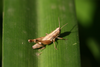 FieldOccurrence 375; 56d27a14-b234-4b3f-82c4-e72eae5f86bc; Tanzania
Tarangire National Park, 2016/02/??: female. (FieldOccurrence).