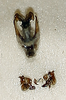 CollectionObject 1528795; 8e90dbe3-a54b-4a80-aa0c-21bac5e195fd: male, phallic complex (holotype). (CollectionObject).