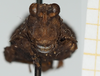 CollectionObject 1543410; 0050c34c-d943-467c-b3dc-5151c01e27a2, NHMUK010924475: female, frontal view (holotype). (CollectionObject).