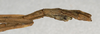 CollectionObject 1557353; 2427746b-ea8b-405a-ace7-e5d938f24376: copyright NMW, Vienna. male: end of abdomen, lateral view (holotype). (CollectionObject).
