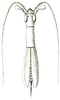 Cranistus colliurides Stål, 1861: Pl. VIII, Fig. 32. female, dorsal view. (Otu).