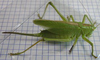 Tettigonia orientalis Uvarov, 1924: female. (Otu).