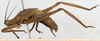 CollectionObject 1514410; 44dfd83d-55e8-45b7-8307-e129c1cc5ee9, MLP3637: 2011. male, lateral view (syntype of Pleminia argentina). (CollectionObject).