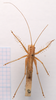 CollectionObject 2060420; e62be9d3-d648-420a-bb94-e47703122877, CNMS 4262: male, dorsal view (paratype). (CollectionObject).