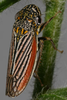 Habitus, dorsal view: <i>Cuerna alpina</i>.<br>Photo: R. Rakitov. (Observation).