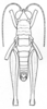Hylopedetes mirandus Rehn, 1929: Pl. 4, Fig. 14 (after type). male, dorsal outline. (Otu).