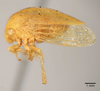 Habitus, lateral view on Atymna inornata (Say, 1831): (Observation).