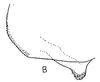 Pygofer, lateral view: !! display not done !! on Bolarga Oman, 1938: Pygofer, lateral view. (Observation).