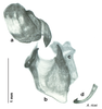 CollectionObject 1569230; 7974639e-a36d-48f0-843a-dac0f8bda7d7: Original drawing by Heidi Hopkins © Heidi Hopkins. Holotype, adult male, genitalia, ventral view. (CollectionObject).