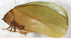 CollectionObject 1475842; NMW 13362, 5aae5791-0d66-49de-bb6a-5cc8099043e6: female, lateral view (holotype of Prosagoga opaca). (CollectionObject).