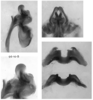 Melanoplus digitifer Hebard, 1936: male genitalia. (Otu).