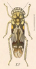 Habitus, dorsal view on Dilobopterus mosaicus (Fowler, 1899): (Observation).