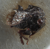 Habitus, lateral view on Bolbonota (Tubercunota) bispinifera Goding, 1893: (Observation).