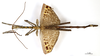 CollectionObject 1556972; 0f895bfd-be66-4ac7-a61a-c8f04619cdff: copyright MNHN, Paris. male (holotype). (CollectionObject).