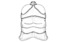 Urubamba aptera Bruner, 1913: Fig. 20. female head and pronotum, dorsal view. (Otu).