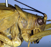 female pronotum, lateral view (holotype). Depicts CollectionObject 1500613; 988056b6-7810-4da1-ad32-83d9af9af3df, a CollectionObject.