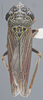 Habitus, dorsal view: Dorsal. (Observation).