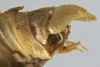 CollectionObject 1539686; c2cc1c12-20a9-4aa4-8eb0-8447fab0df9c, MNHN-EO-ENSIF658: male cerci (holotype of Amytta angulata). (CollectionObject).