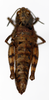 CollectionObject 1588496; 9f9103b9-4506-4e7b-8367-6f7a6510bc9a: female, dorsal view (paratype). (CollectionObject).