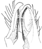 Pygofer ventral appendages, ventral view on Quartausius dalmatinus Dlabola, 1974: Subgenital plates. (Observation).