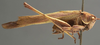 male, lateral view (syntype). Depicts CollectionObject 1505854; 0ec91475-1236-4b8a-86a3-019aee997e4e, a CollectionObject.