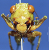 CollectionObject 1520504; 359550d9-0d11-46e9-81dd-e23885203de8: male, frontal view. (CollectionObject).
