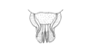 Atopacris manabiensis Amédégnato & Poulain, 1998: Fig. 57. Aedeagus (dorsal view). (Otu).