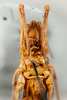 CollectionObject 1499552; 1d0d63ce-255d-4294-ae4d-6189b32e3396: Female, ventral view, frons (allotype). (CollectionObject).