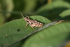 FieldOccurrence 81; d2c1cbc2-8662-4fe4-898c-1cbcce18c30c; Tanzania
Lake Chala eastern slopes Mount Kilimanjaro, 2010/02/05: adult. (FieldOccurrence).