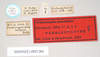 CollectionObject 1560802; NHMUK(SF IMPORT DUPLICATE) 845284, c422bd71-16c5-4fd7-94e0-dfece5a4dee2: copyright Natural History Museum, London. female, data labels [ignore incorrect species name on red label] (paralectotype). (CollectionObject).
