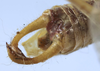CollectionObject 1539794; 4f128563-62e4-4e58-b329-04d6f0dc9366: male abdomen tip, dorsal view (holotype) - http://coldb.mnhn.fr/catalognumber/mnhn/eo/ensif799. (CollectionObject).
