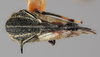 Habitus, dorsal view on Evanchon serpentinum (Funkhouser, 1920): (Observation).