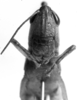 CollectionObject 1521503; 411967a8-7cb6-4103-96b6-a93426035115: Image Carbonell, C.S. female frons (holotype). (CollectionObject).