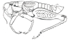 Boliviacris aberrans (Ronderos, 1979): Fig. 10. male habitus. (Otu).