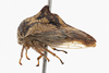 Habitus, lateral view: !! display not done !! on Heliria strombergi Goding, 1893: (Observation).