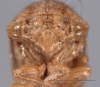 Head on Cyrtolobus griseus Van Duzee, 1908: (Observation).