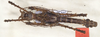 CollectionObject 1577050; 81ec4be9-24a2-4bfe-8abb-df410298d484: copyright ZIN St. Petersburg. male, dorsal view (paratype). (CollectionObject).;CollectionObject 1577051; 4cf9588e-6dd4-4039-86a3-4a6a7c57cbb0: copyright ZIN St. Petersburg. male, dorsal view (paratype). (CollectionObject).