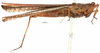 CollectionObject 1577269; OUM 725 2/3, 33d0e488-0ab3-47b2-b25b-356ecbaa5c39: female, lateral view (paralectotype). (CollectionObject).