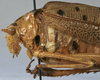 CollectionObject 1539780; 86b49412-2fe6-4e6e-a0b7-7a183eb2de32, MNHN-EO-ENSIF898: female pronotum lateral (holotype). (CollectionObject).