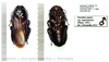 Panesthia angustipennis (Illiger, 1801): female nymph. (Otu).